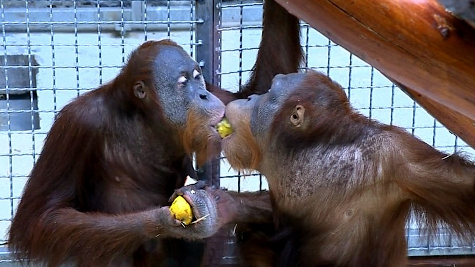 Opice_dva orangutany_ZOO_Bratislava_útek_pusinkujú sa
